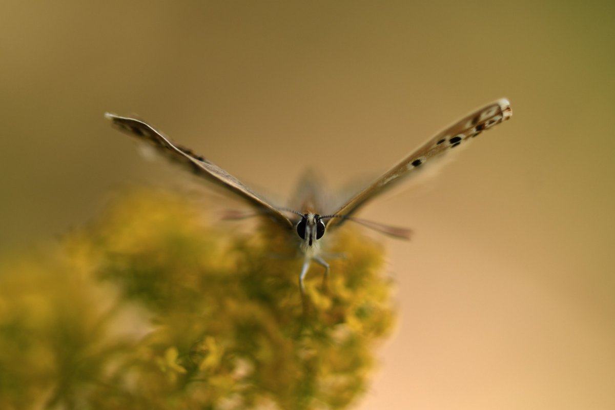 [#PHOTODUJOUR] Plongez dans le regard de l'argus bleu-nacré (Lysandra coridon) ! 🦋 

Un instant capturé les yeux dans les yeux avec ce beau lépidoptère 👀

© 📷 : M. Jung / PnM