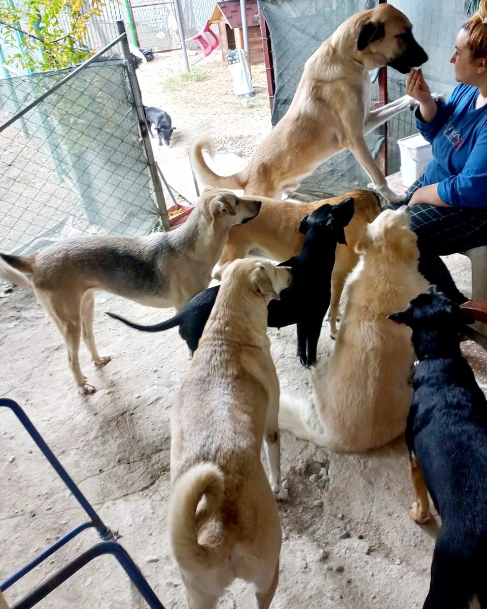 Ben onları sahiplenmedim. Onlar, kalbimin boş kalan yerlerine sessizce yerleşti. Şimdi nefes alabiliyorsam, acıma rağmen hâlâ ayakta durabiliyorsam tek sebebi onlar.
İyi ki varsınız güzel çocuklarım 🐾🖤