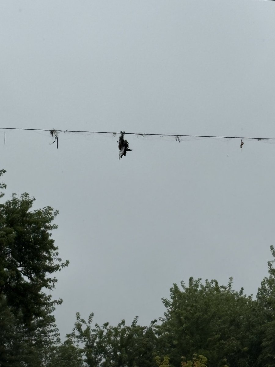 Seems like either <a href="/MidAm_EnergyCo/">MidAmerican Energy</a> needs to come out and clean up the power lines at Brenton Slough near Granger, or some fishermen need to brush up on their casting skills. The Belted Kingfisher in this photo got tangled up and died an easily preventable death. #environment