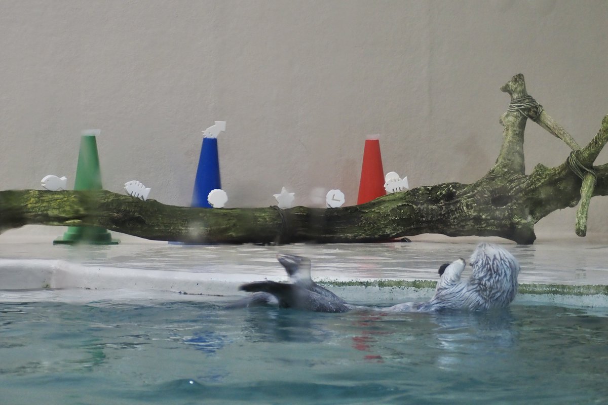 思わず立ち止まってしまうほど芸術点が高い作品

📸2024/11/30

#鳥羽水族館
#ラッコ 
#ラッコのメイちゃん