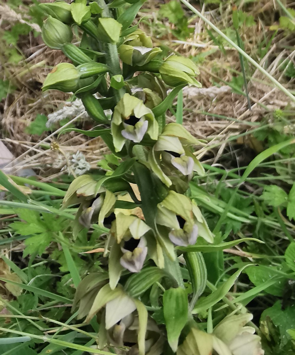 Recently while visiting a farm, Caroline, one of our Land and Farm Advisors, came across a plant she didn’t recognise at first. 

After a closer look and finding one nearby that was flowering, she identified it as a Broad-leaved Helleborine, which is a species of orchid!
