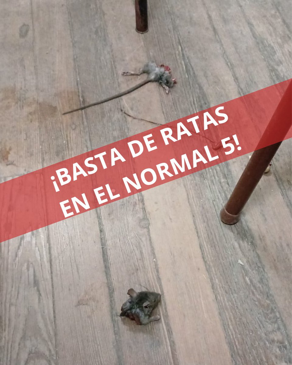 A la comunidad educativa del Normal 5: esta imagen es la situación de nuestra escuela, desde Junio es la vez número 8 que aparece una rata en la primaria. Las vimos en baños,  aulas, patio, escondidas en huecos de la puerta cercana al kiosco y en los Barrales del techo.  Difundir