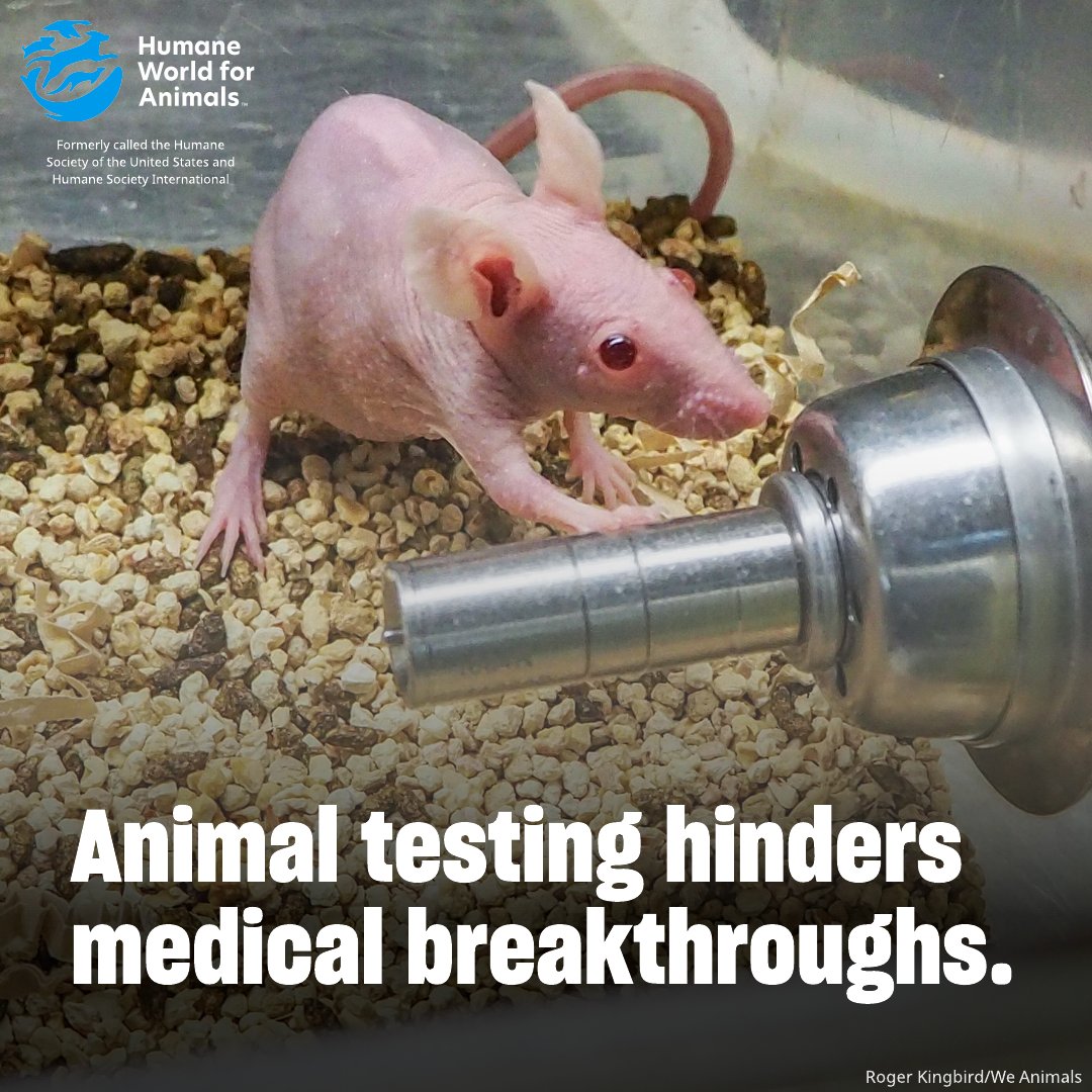 humaneworldeat's tweet photo. Shocking fact: Over 90% of drugs that work in animals don't work in humans! 🐭➡️🙅♀️
This makes us wonder 🤔 how many cures have gone undiscovered because they failed in animal tests?
We need a cultural shift in science from mouse-biology to human-biology as the gold standard! https://t.co/vAU1CjaAYb