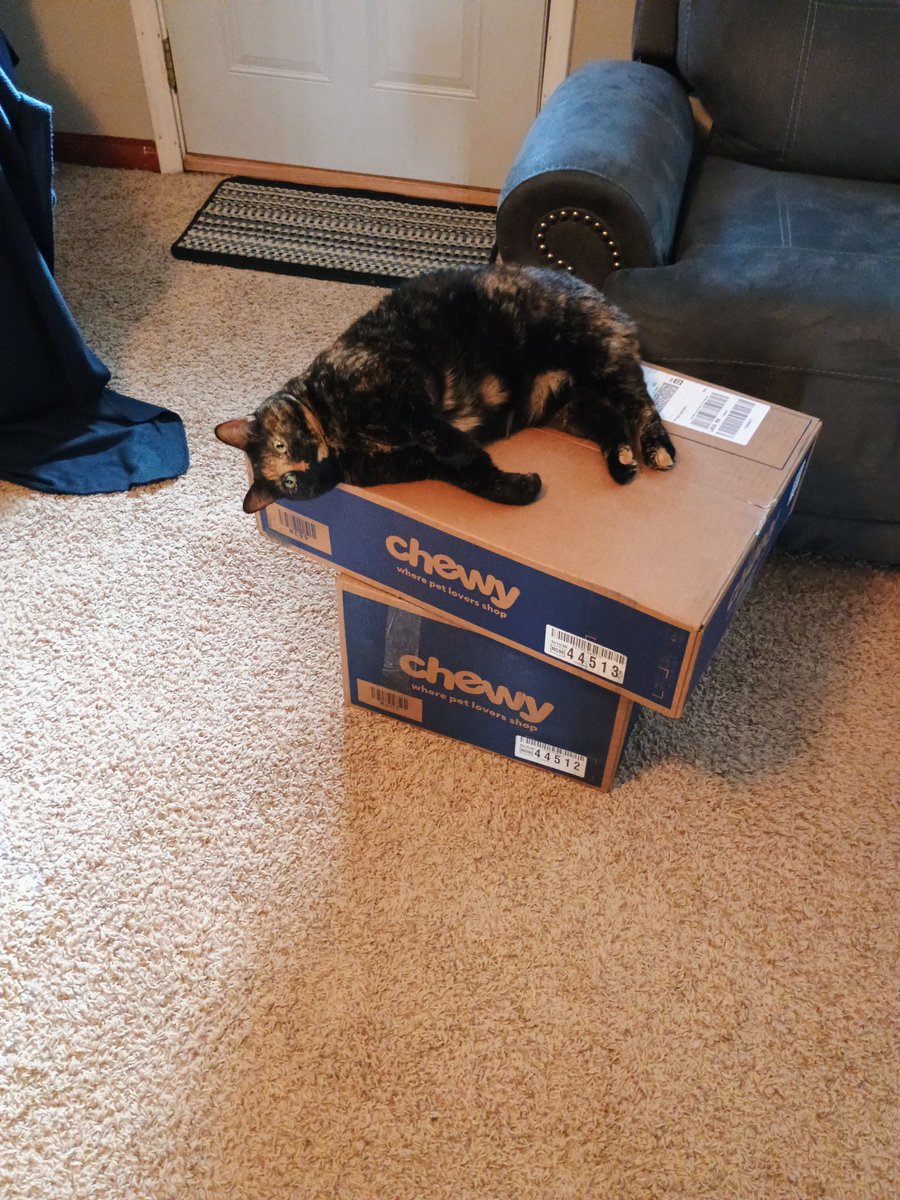 May your day be filled with all of the excitement that Luna cat gets from her <a href="/Chewy/">Chewy</a> delivery.