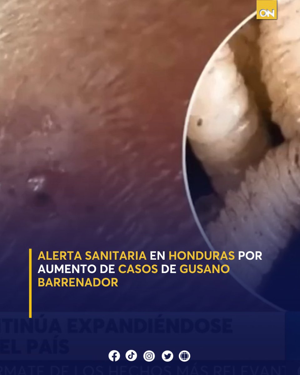 canal11hn's tweet photo. 🚨 Casos de gusano barrenador aumentan a 143 esta semana. Las autoridades piden precaución, especialmente en adultos mayores y personas con diabetes.
🔗 Lee los detalles aquí 👉 https://t.co/0N8w32MmRm
#AlertaHonduras #GusanoBarrenador https://t.co/35KJOUZDST