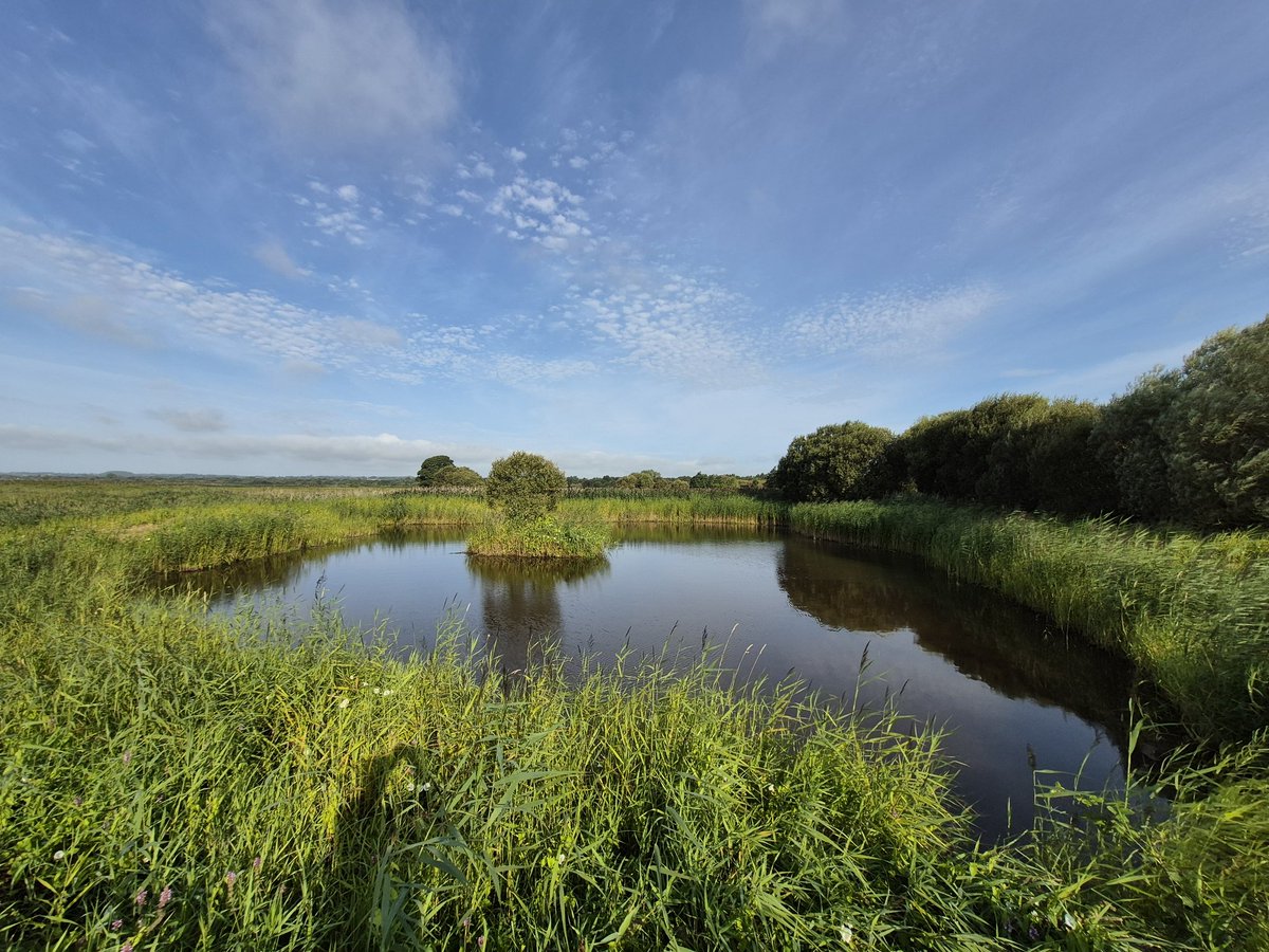 A belated 1st visit of the year to Lough Neagh failed to show a return of the mega Sedge Warbler numbers for the 3rd consecutive year. Prior to this, catches of 150+ Sedge was possible &amp; overall morning catches topping 220 (more nets &amp; ringers). A pleasurable morning all the same