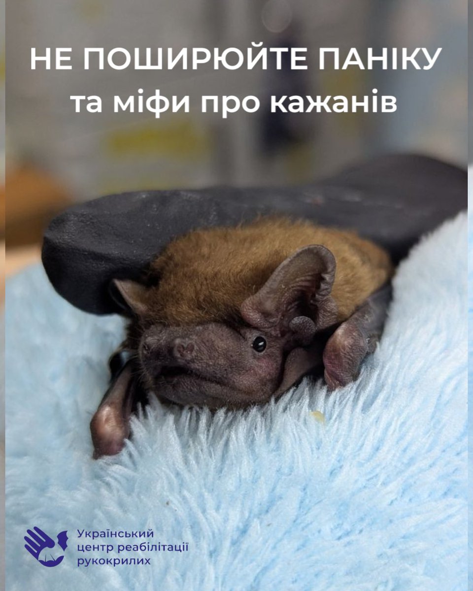 Офіційний коментар Українського центру реабілітації рукокрилих щодо новини про укуси кажанів у Сумах