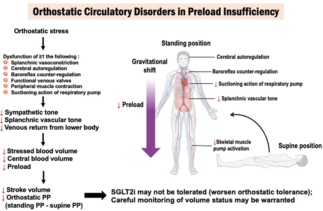 Andrew J Sauer MD (@andrewjsauer) on Twitter photo Our new PRESERVED-HF analysis: <a href="/JACCJournals/">JACC Journals</a>
1. SGLT2i lifts KCCQ & 6MWD across all orthostatic pulse pressure (PP) strata in HFpEF
2. But very low orthostatic PP was linked to more volume-depletion signals
3. Stand-test PP may flag preload-sensitive patients who need closer Our new PRESERVED-HF analysis: <a href="/JACCJournals/">JACC Journals</a>
1. SGLT2i lifts KCCQ & 6MWD across all orthostatic pulse pressure (PP) strata in HFpEF
2. But very low orthostatic PP was linked to more volume-depletion signals
3. Stand-test PP may flag preload-sensitive patients who need closer