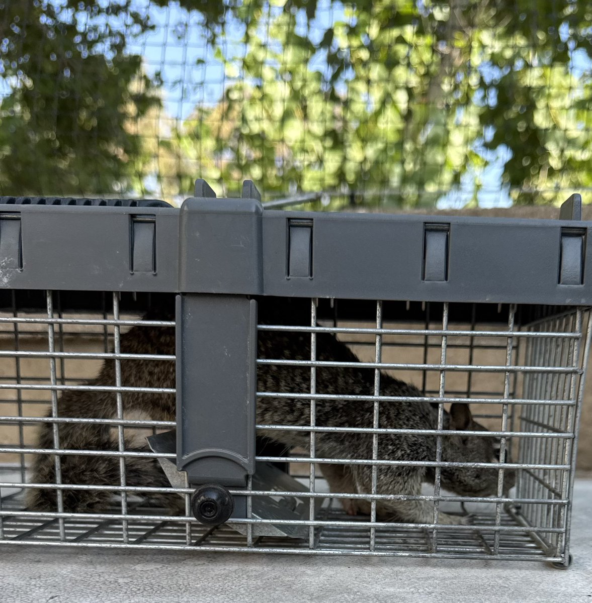 drrogera's tweet image. The tomato eater, pumpkin defiler, and cantaloupe ruined has been caught!!!  Time for a drive to the park.