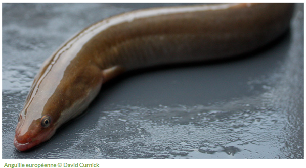 🐟 Pourquoi l’Anguille européenne revient dans la Garonne ?

Née en mer des Sargasses, elle y grandit avant de repartir se reproduire.

💧 Les actions sur le site #Natura2000 favorisent son retour, comme celui du Saumon ou de l’Esturgeon.

🔗 urls.fr/-78FMt