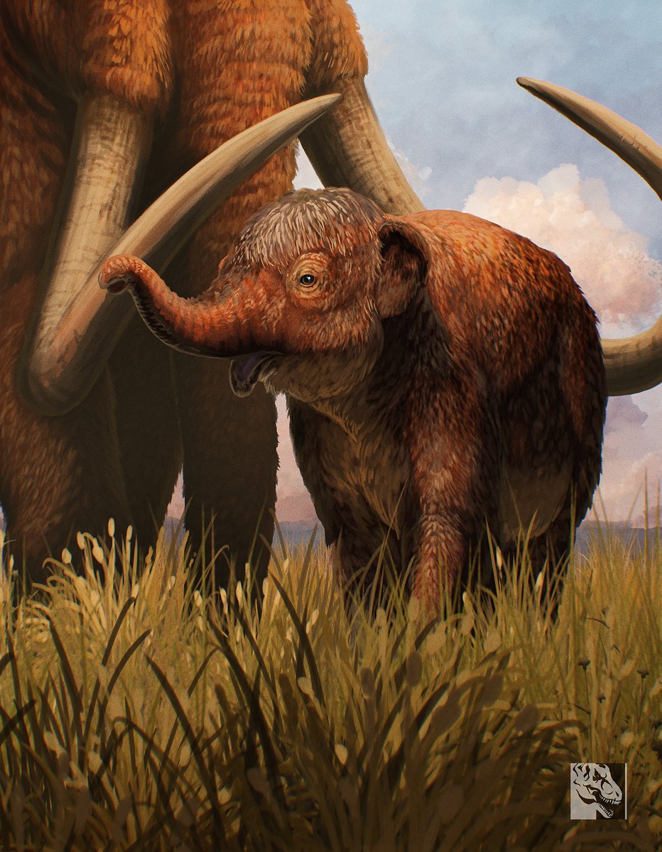 Creative Beast Studio (@beast_sculptkit) on Twitter photo We have one more Mammoth package art piece to reveal- here's the adorable Wooly Mammoth calf artwork, done once again by <a href="/SerpenIllus/">Gabriel N. U.</a> ! We have one more Mammoth package art piece to reveal- here's the adorable Wooly Mammoth calf artwork, done once again by <a href="/SerpenIllus/">Gabriel N. U.</a> !