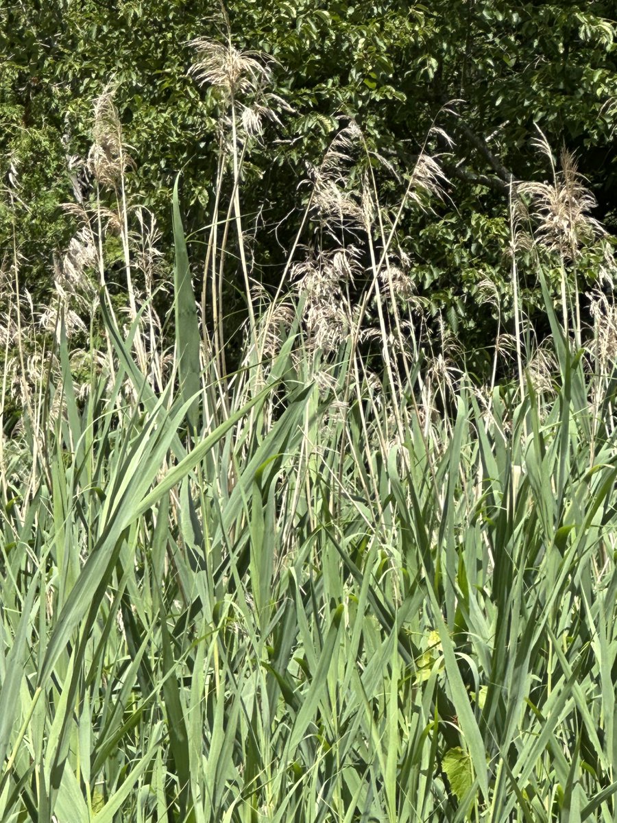 MVCA is offering FREE rentals of invasive Phragmites Removal Kits! Landowners and local community groups dealing with in-water Invasive Phragmites can sign up by visiting our website: mvc.on.ca/phragmites-rem…