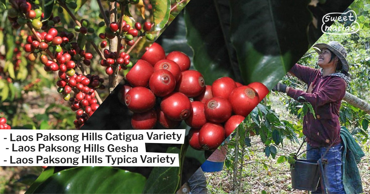 Three Lao coffees of different varieties — a mildly bright, sweet Catigua, a mild, atypical Gesha, a balanced Typica with hints of fruit — are today's latest additions. ☕️

Shop now: sweetmarias.com/catalogsearch/…