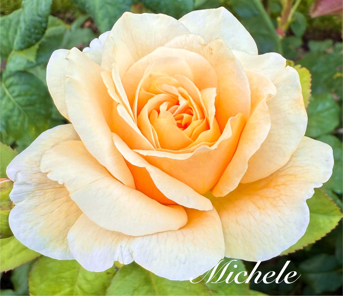Happy #RoseWednesday everyone! A glowing pretty from the local #rosegarden that I hope u enjoy! 💛🙋🏻‍♀️😍#flowers #Roses #rose #FlowersOnX #garden #flowerphotography #NatureBeauty #flower #august #SummerVibes