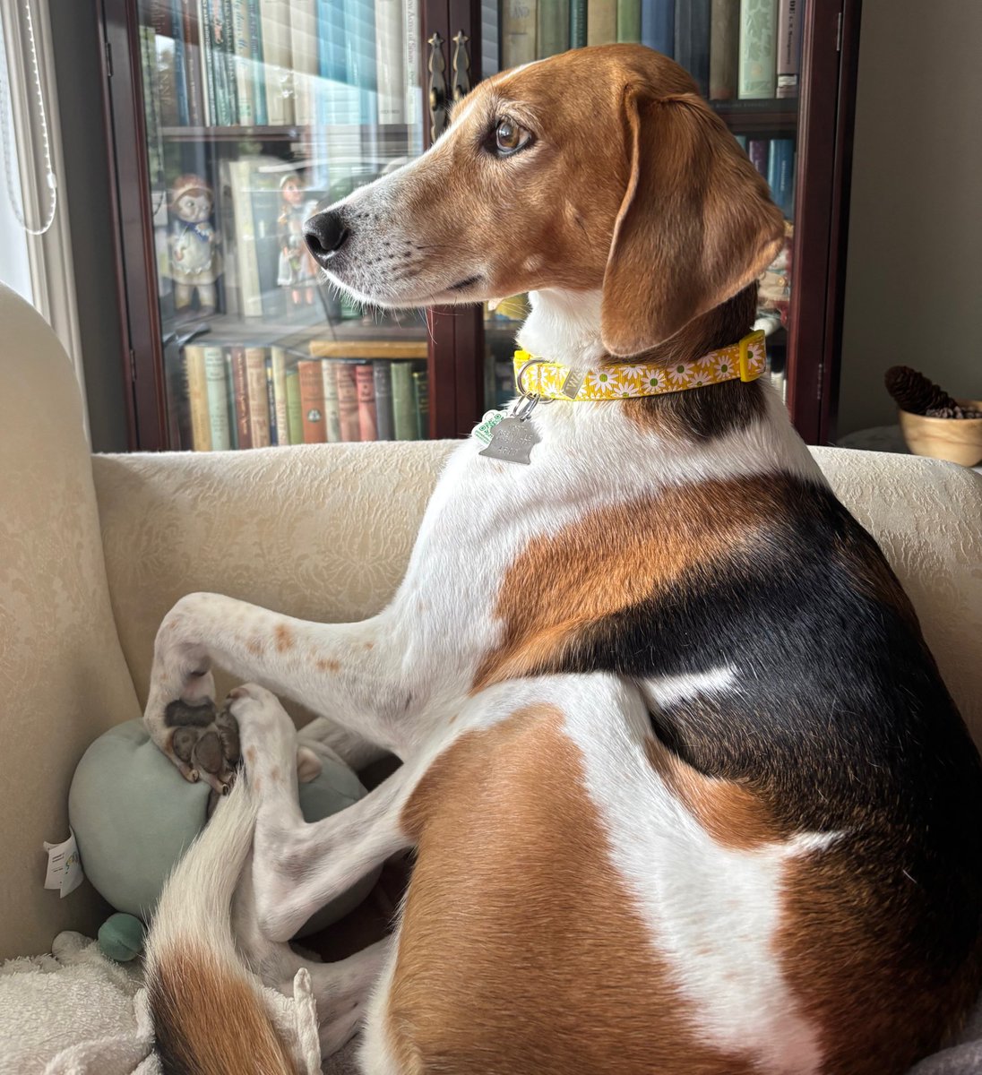 Jen Gilroy/Rose Warner π¨π¦ π¬π§ (@jengilroy1) on Twitter photo Neighbourhood watch! #doglife #Canada #RescueDog Neighbourhood watch! #doglife #Canada #RescueDog