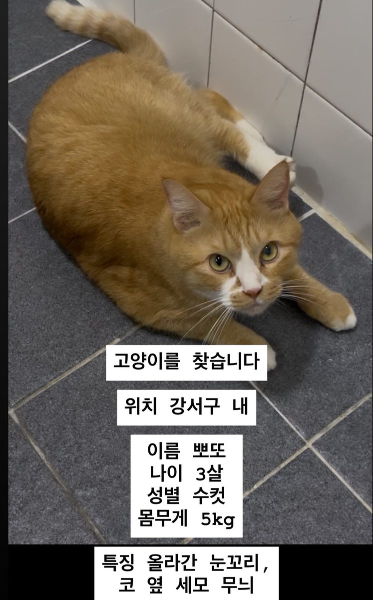 고양이를 찾습니다
알티 부탁드립니다