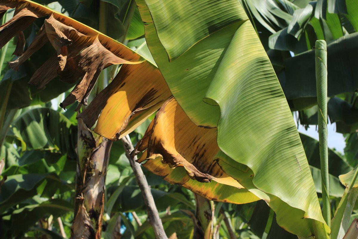 Elaine Watson (@ewatsonwrites) on Twitter photo .<a href="/DelMonteFresh/">Del Monte Fresh</a> ramps up defenses as disease threatens world banana crops #agtech #TR4 #bananas #geneediting Via @agfunder News: #https://agfundernews.com/fresh-del-monte-ramps-up-defenses-as-disease-threatens-world-banana-crops .<a href="/DelMonteFresh/">Del Monte Fresh</a> ramps up defenses as disease threatens world banana crops #agtech #TR4 #bananas #geneediting Via @agfunder News: #https://agfundernews.com/fresh-del-monte-ramps-up-defenses-as-disease-threatens-world-banana-crops