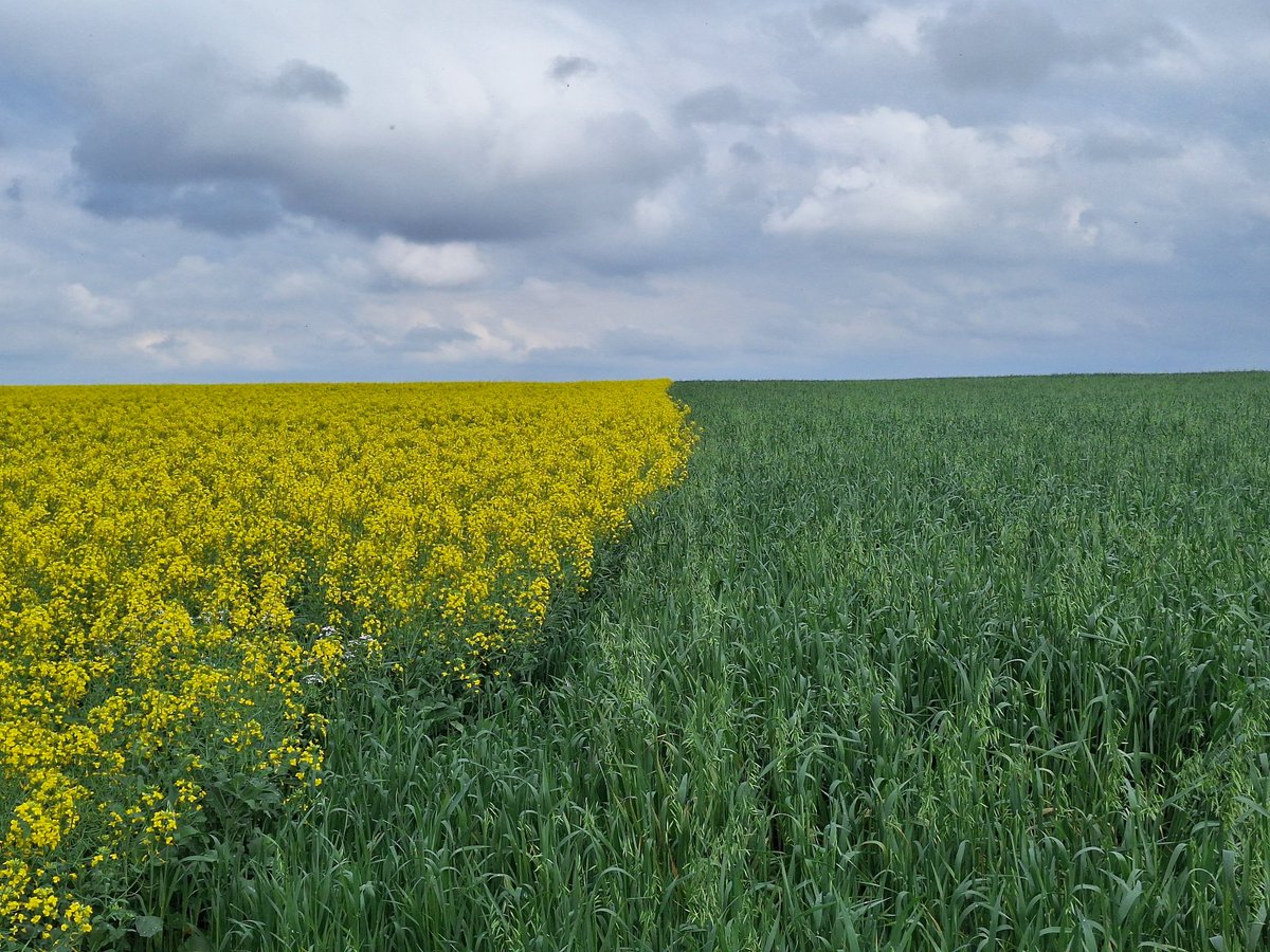 Canola para tu Omega, y avena para tu desayuno de cereales. El Agro no mata. El Agro alimenta! Naranjal Alto Paraná