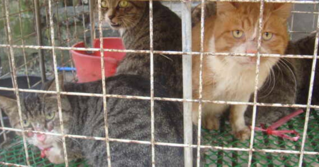 Une enquête choc révèle l'existence de réseaux en ligne où des centaines de #chats sont torturés pour le plaisir

ow.ly/cZ9550WAyjJ