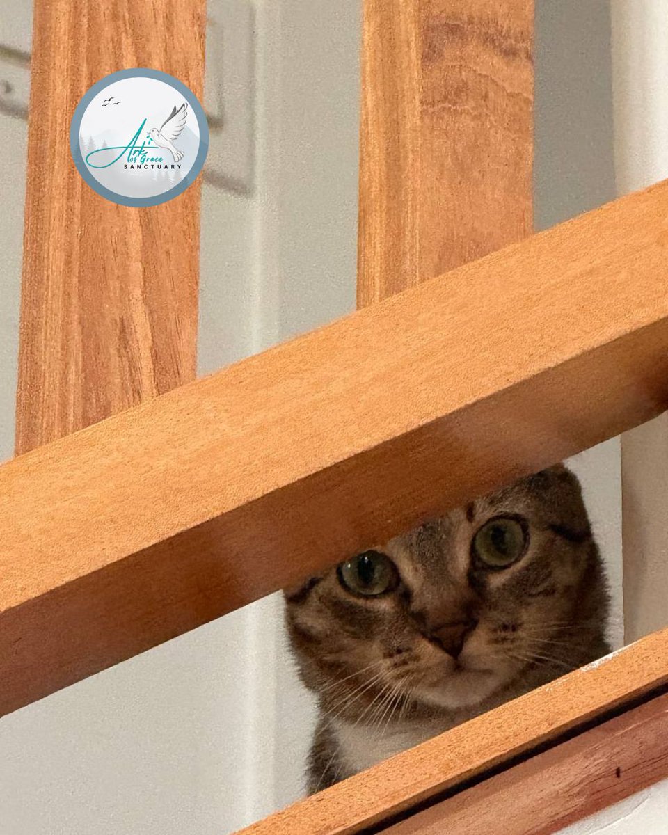 AmandaGrace_AOG's tweet photo. I always feel like somebody's watching me...👀🎶🐱 
Visit https://t.co/kNrd6xsgbv 

#animalsanctuary #animal #world #adoptanimals #rescueanimals  #animallovers #rescue #animallover #cat #kitten #silly #love #ArkofGrace #ArkofGraceSanctuary #Amandagrace https://t.co/xtHdLWqrH3