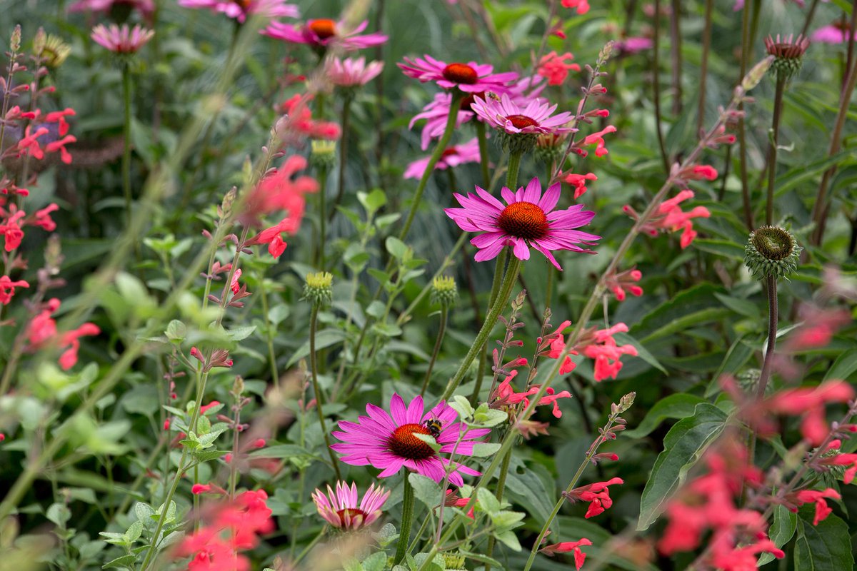 Want to keep your borders looking fresh in high summer? Try these easy, eye-catching plant pairings that look great now: bit.ly/46wgMzK