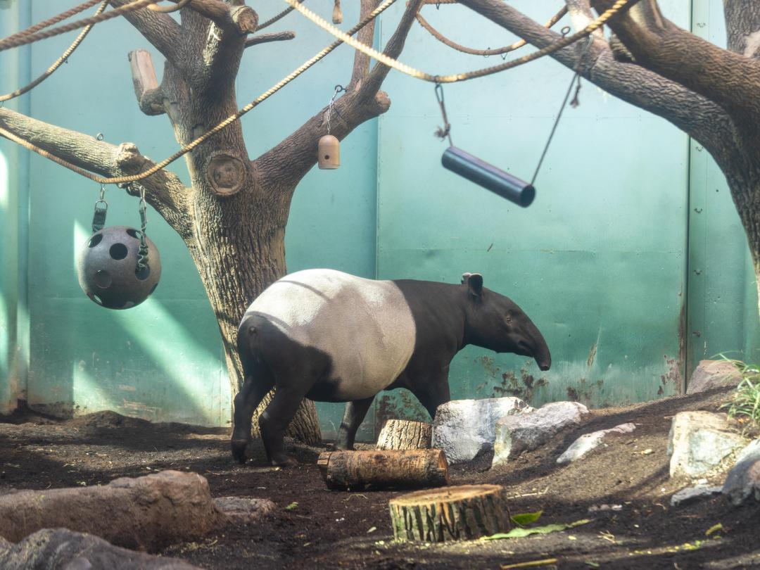 calgaryzoo's tweet photo. It’s #WatermelonWatchWednesday — and the watch continues! 🍉
The countdown is on as we eagerly await the birth of our #WatermelonBabyYYC. The little one hasn’t arrived yet, but we’re getting closer every day!
Stay tuned for more news and updates! 🤍🖤
#YourZooYYC https://t.co/TOTs6fcBoV
