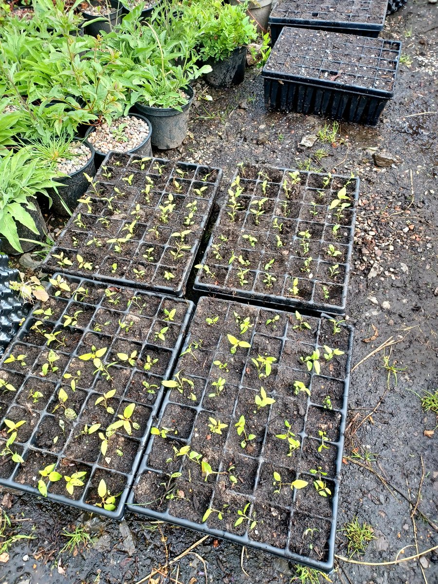 Eadha Enterprises (@eadhaaspen) on Twitter photo Aspen pricking out time. First time have handled so many seedlings with seed sourced from #Forestart. Hopefully our #volunteers have not gone cross-eyed! Aspen pricking out time. First time have handled so many seedlings with seed sourced from #Forestart. Hopefully our #volunteers have not gone cross-eyed!