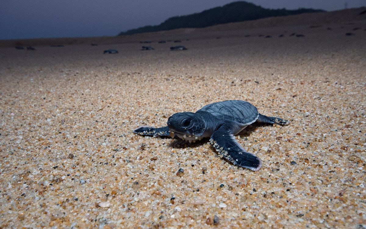 Michoacan's tweet photo. #Colola es el refugio favorito de la tortuga negra para depositar sus huevos. 🐢✨
Vive una experiencia única y maravillosa en este rincón natural. Ven y descubre los tesoros que Michoacán tiene para ti.
#Michoacán 🛣️ ✈️ #elAlmadeMéxico 🦋
#PlayasDeMichoacán https://t.co/8IGH1oIiZy