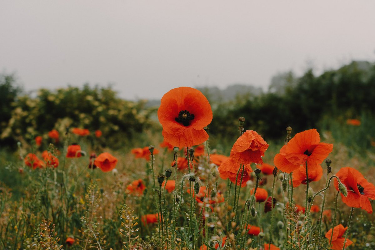 Rainy days in the poppies //