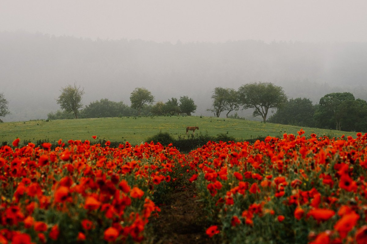 DanielCasson1's tweet photo. Rainy days in the poppies // https://t.co/HqkYsVSv5i