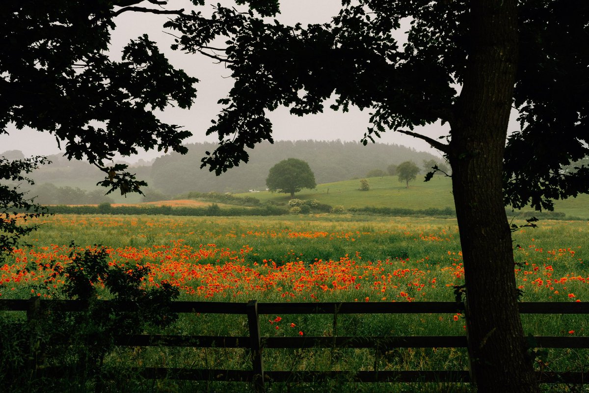 DanielCasson1's tweet photo. Rainy days in the poppies // https://t.co/HqkYsVSv5i