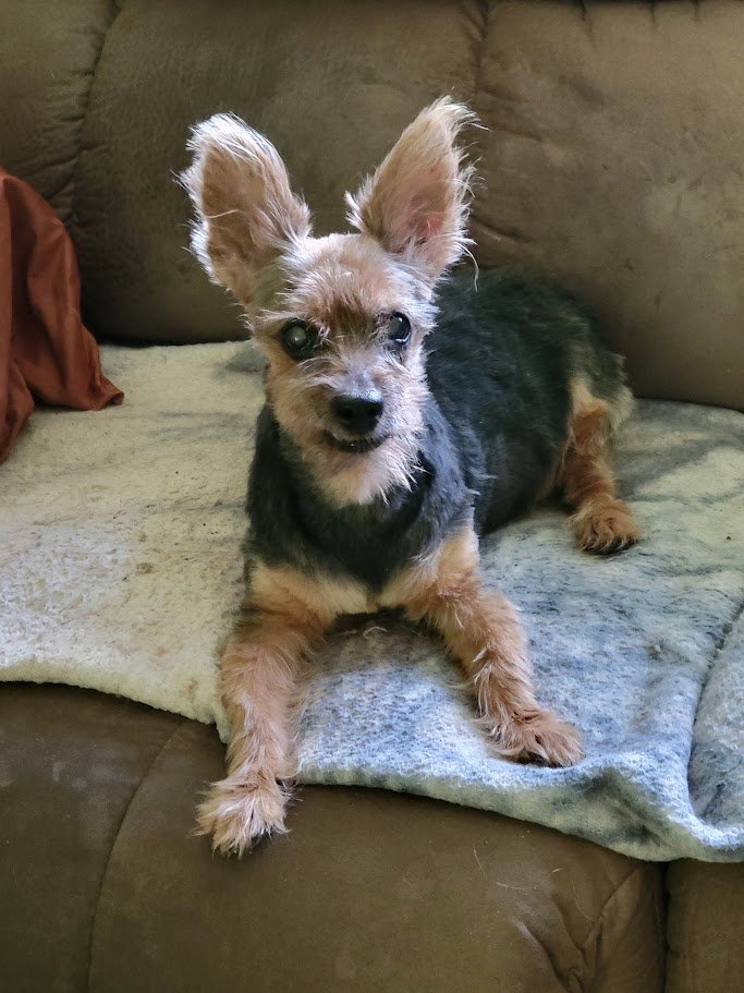 Hi everypawdy! It's me, Sammie! Just got back from the dogtors office. We don't know what's wrong with me yet but...it is me liver. (Don't like liver anyway!) Won't know till me bloodwork comes back late today or tomorrow. Hopefully I will be hungry soon. They gave me tummy meds.