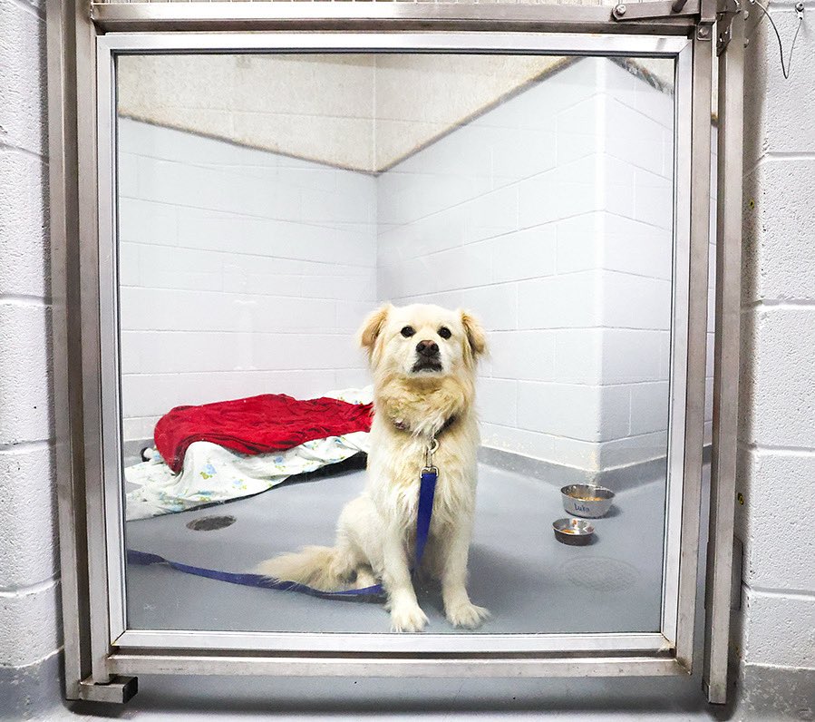 I think I found Superman’s dog Krypto at the Humane Society.    #torontohumanesociety #krypto #superman #realnameLuka #cutedog #cape