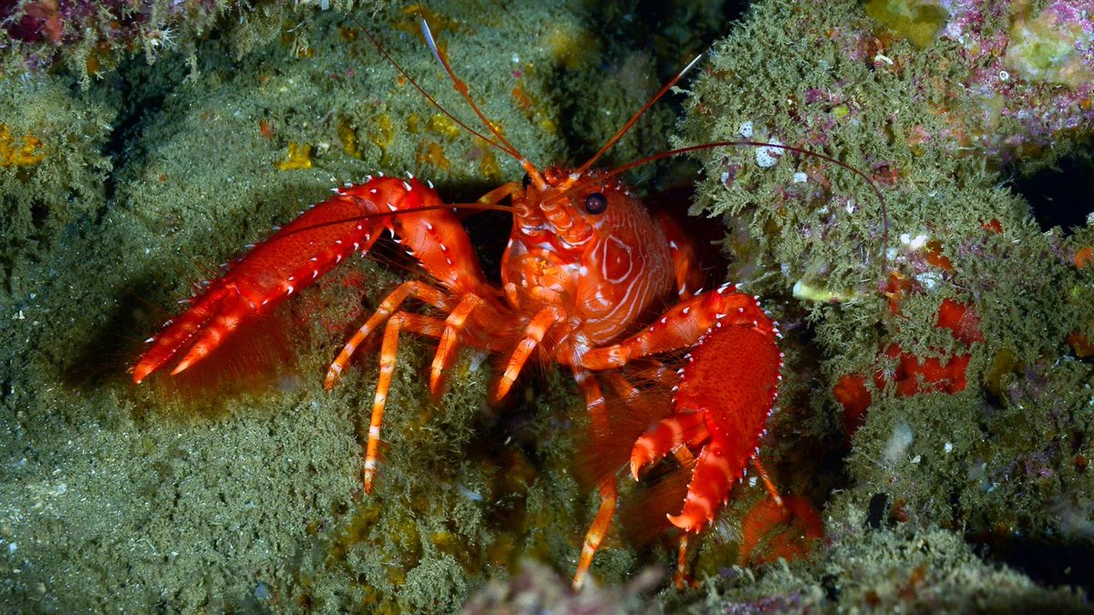 BREAKING: Watchdog Group Downgrades U.S. From Democracy To Whatever Political System Lobsters Have (Source: The Onion)

That feels about right.