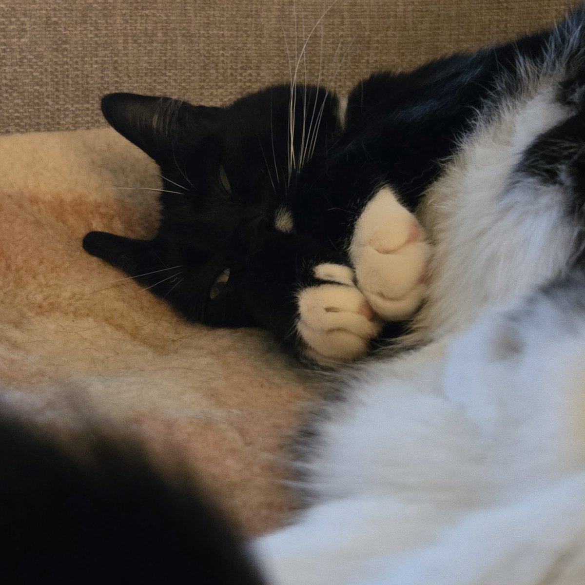 cat_baxter3981's tweet image. I’ve placed my paws just so—neat, polite, irresistible. This is my “I’m too cute to say no to” pose. It usually results in treats, praise, or excessive squealing. All part of the plan. 🐾😌

#TuxedoCharm #TooCuteToFunction #StrategicSnuggles #BaxterCat #baxterthecat