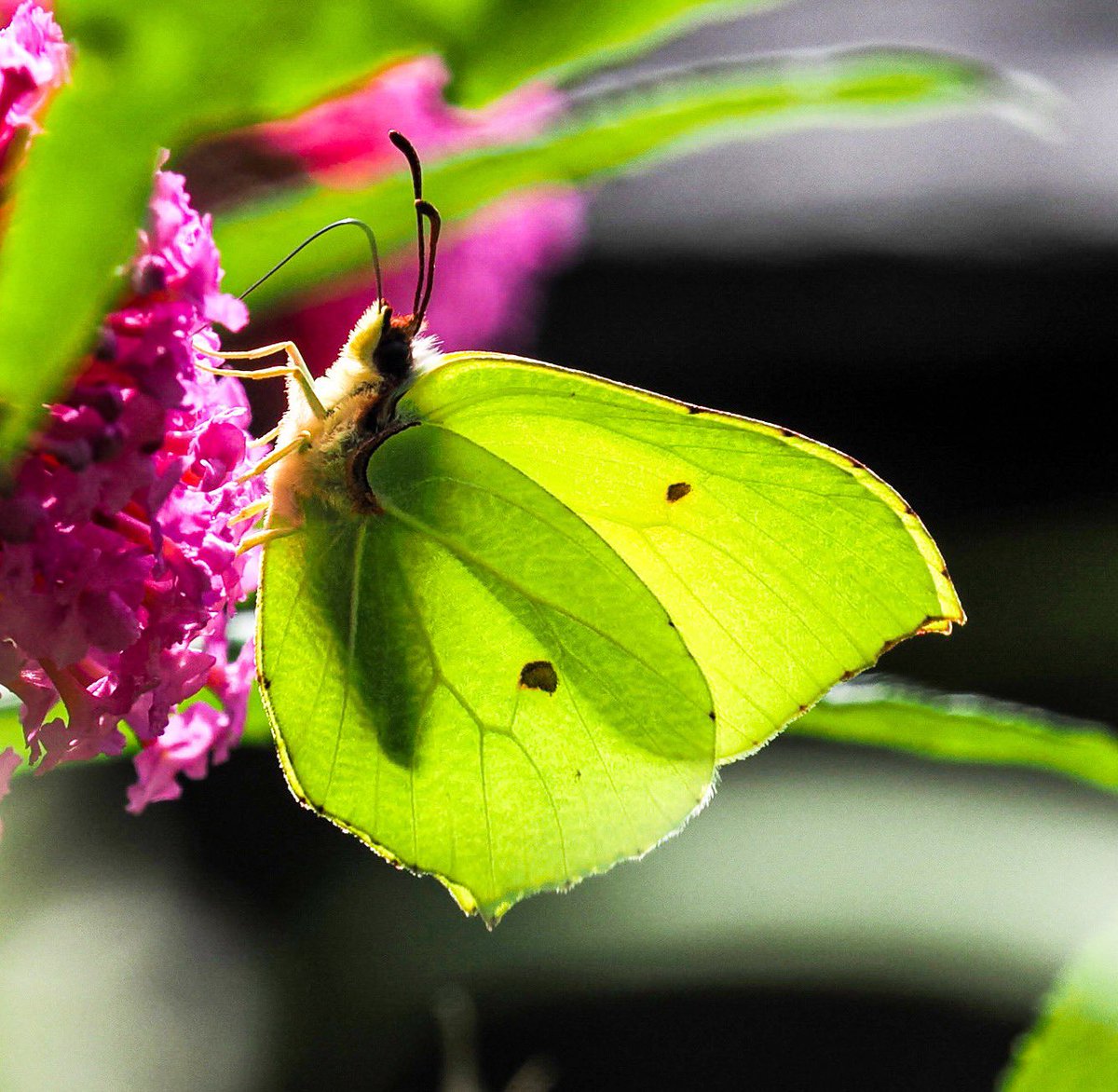 Andrew Thomas (@andrewpbf) on Twitter photo Sunlight and nectar. <a href="/Cornwall_BC/">Cornwall Butterfly Conservation</a> <a href="/savebutterflies/">Butterfly Conservation 🦋</a> Sunlight and nectar. <a href="/Cornwall_BC/">Cornwall Butterfly Conservation</a> <a href="/savebutterflies/">Butterfly Conservation 🦋</a>