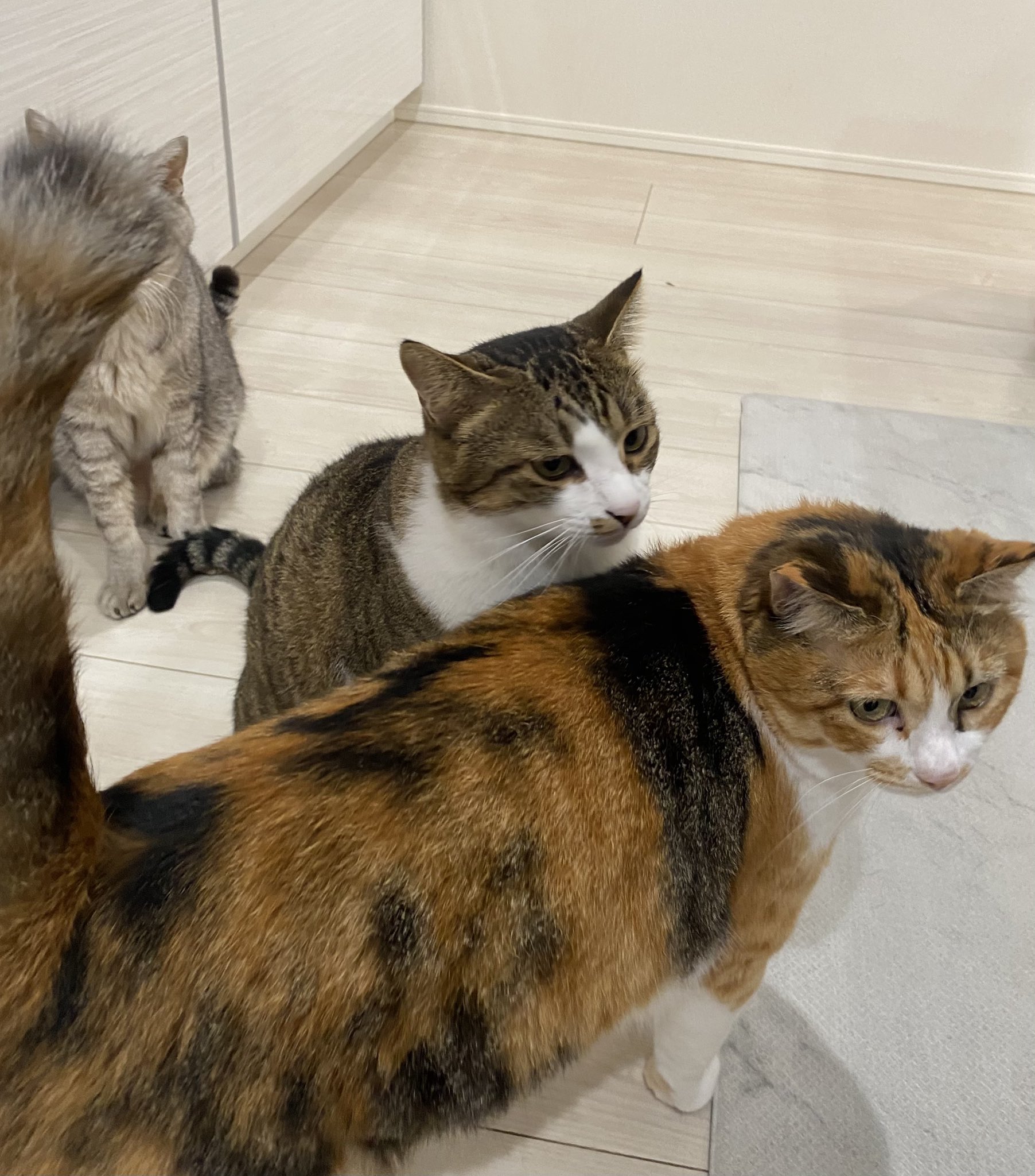 5匹の猫のママ (@30e9W9jTHpqeyUV) / X