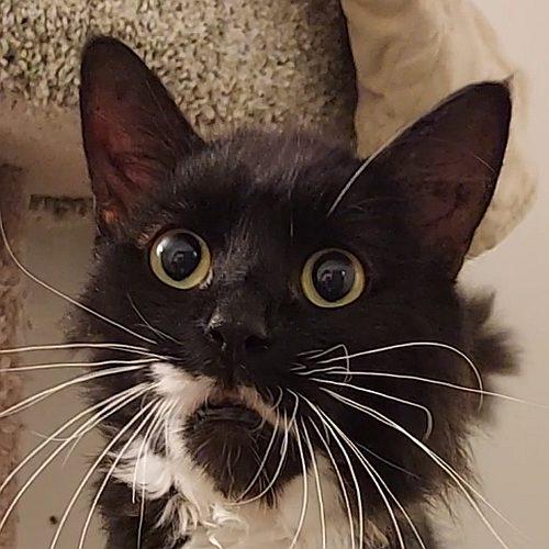 SLADE • Domestic Medium Hair
Location: Sequim, WA

More info ➜ littlepawsplace.com/redirect/slade…
Adopt from anywhere 🐾

#AdoptDontShop #PetRescue #LittlePawsPlace