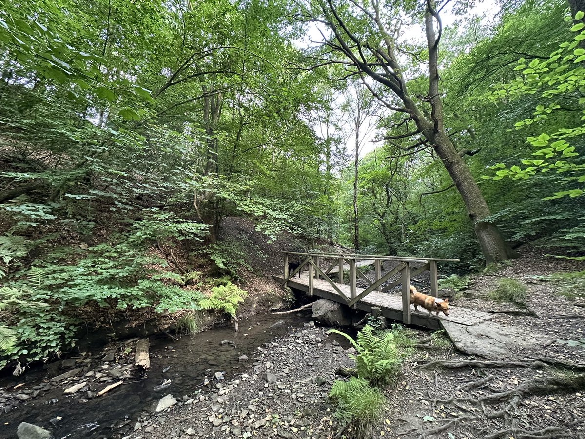 Day 6 #NursesActive #NHS1000miles 
20,168 steps walked today - different scenery to the 🌊 as my boy likes the woods 🌲