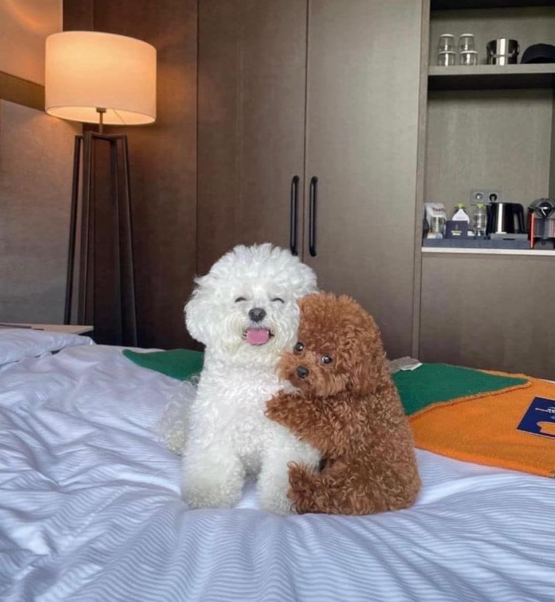 💖 (@twaniimals) on Twitter photo 