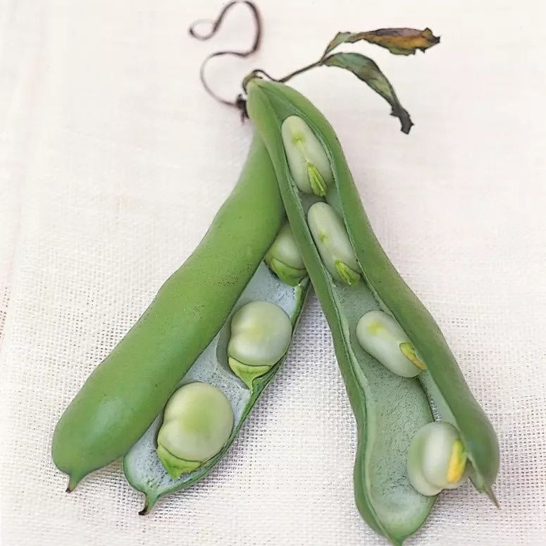DeliaOnline's tweet photo. From our A-Z Ingredients Glossary - Broad Beans. Whether they’re baby-tender or fully grown find our tips for cooking plus Delia's broad bean recipes here: https://t.co/TichthJ9rs

#broadbeans #seasonalveg #kitchentips #homecooking #ingredients  #inseason #broadbeanrecipes https://t.co/xuxtdk6Shy
