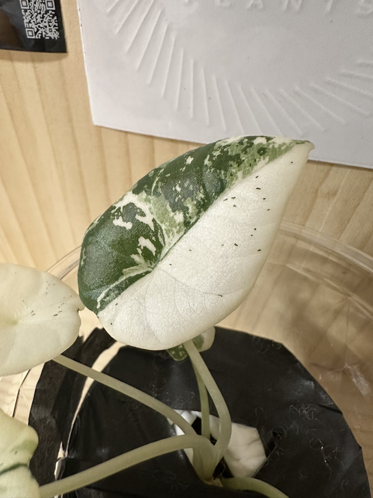 た*り様 激レア　アロカシア　マハラニ　アルボ　白斑入り た*り様 激レア アロカシア マハラニ アルボ 白斑入り た*り様 激レア