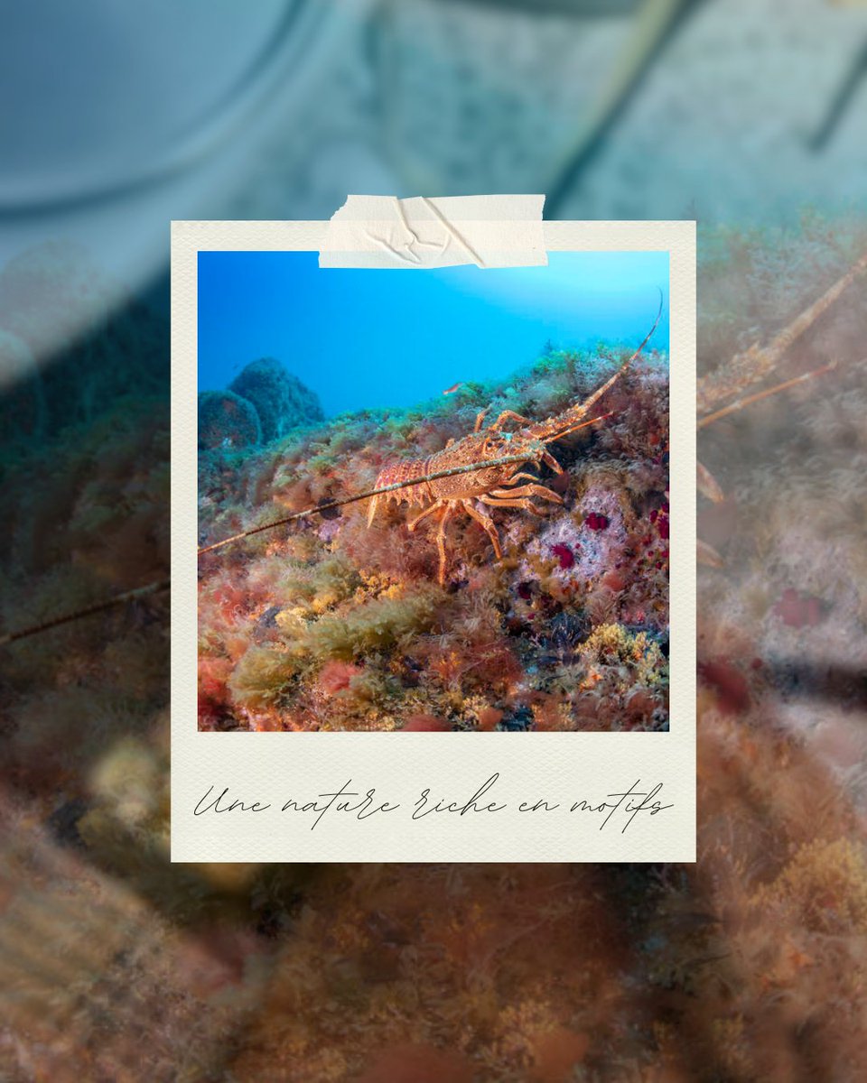 La nature est merveilleusement complexe. 📸
Du sol des forêts au roc des montagnes, montrez-nous les motifs du monde naturel!
#ConcoursPhotoGreenpeace

act.gp/4fq1Zc7