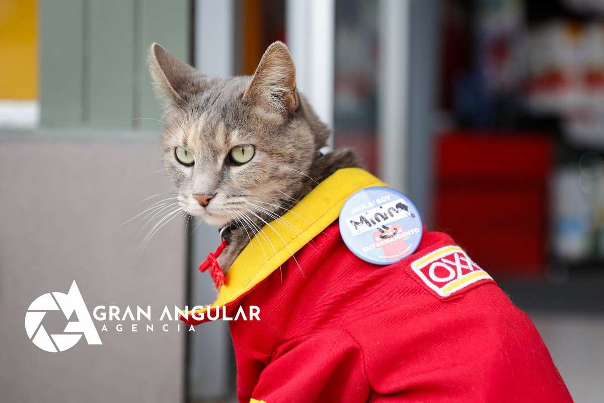 📷🙀😻 #EnFotos •• Ella es #Minina, la gatita del #Oxxo de Bosques de San Sebastián que fue adoptada por trabajadores y que tambien porta su uniforme de dicha tienda de conveniencia.

Via <a href="/Jafetmoz/">Jafet Moz</a>