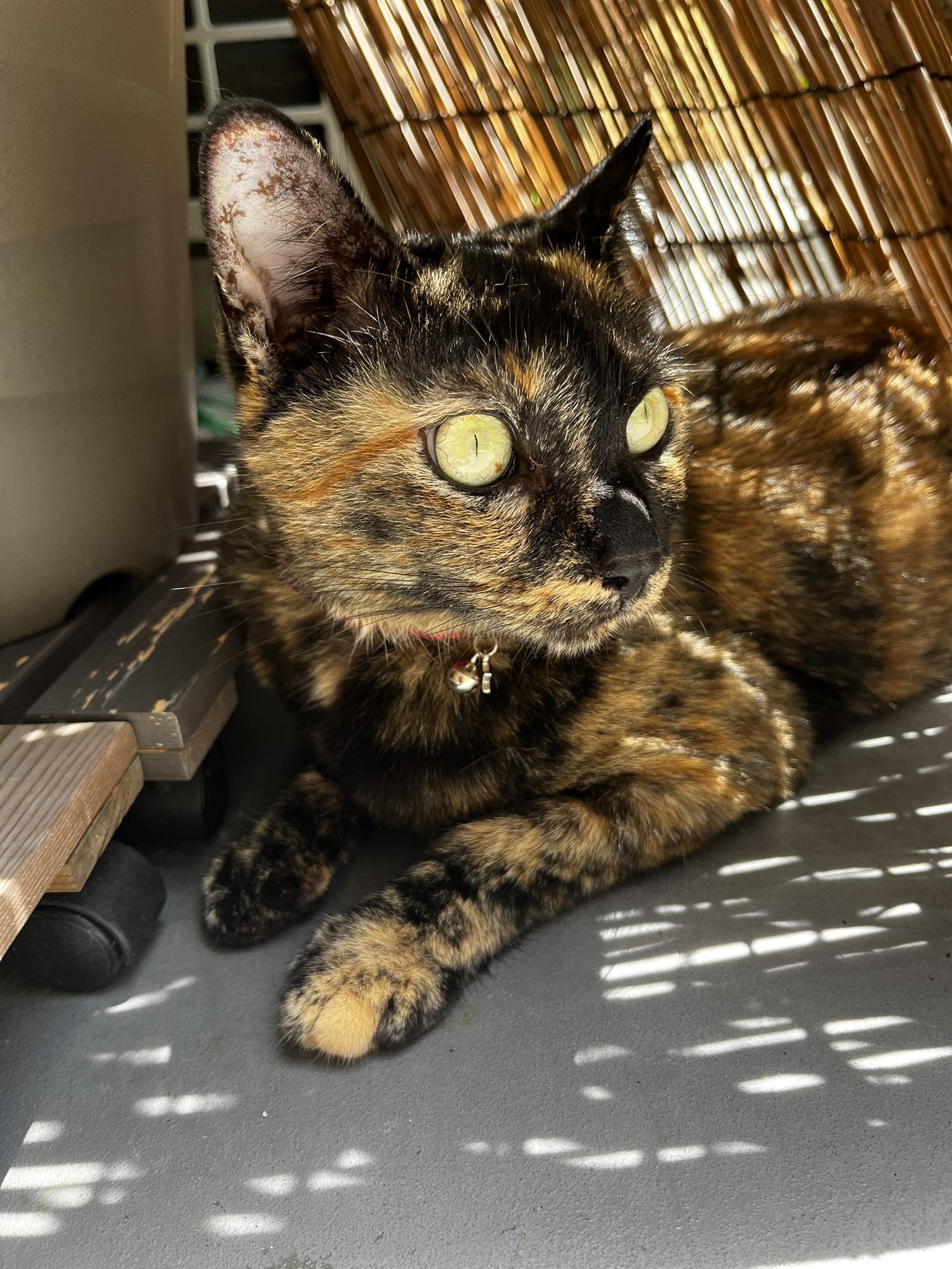 「サビ猫」ポジャギ　けいとたまちゃんです！！！ サビ猫」ポジャギ けいとたまちゃんです！！！ さび🐈‍⬛ on X: