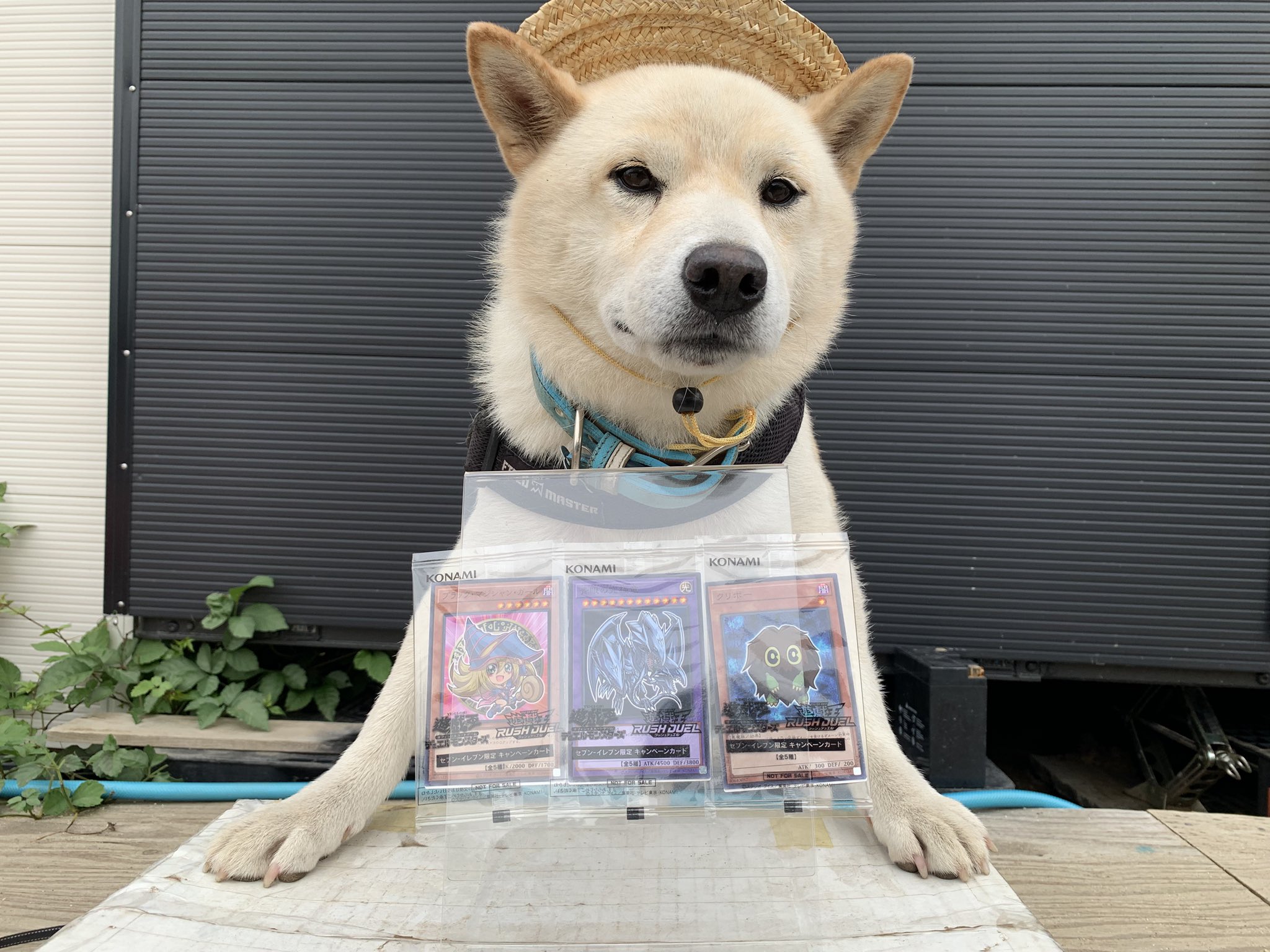 @犬 ヤフオクの犬 - Search / X