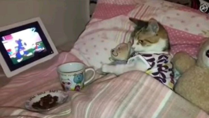 me watching quackity work out from the comfort of my own bed: