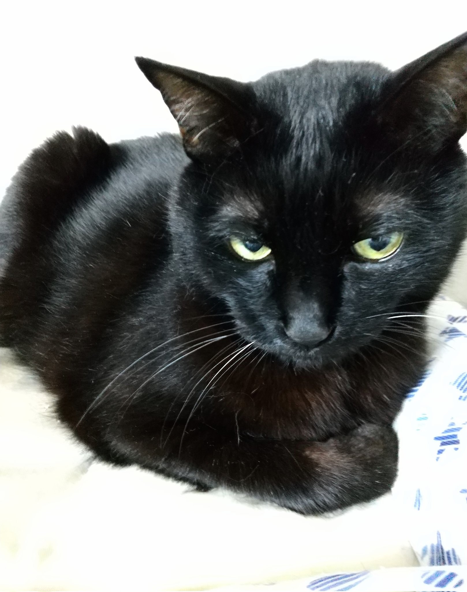 黒猫 黒猫つくねちゃん太しっぽ on X: 