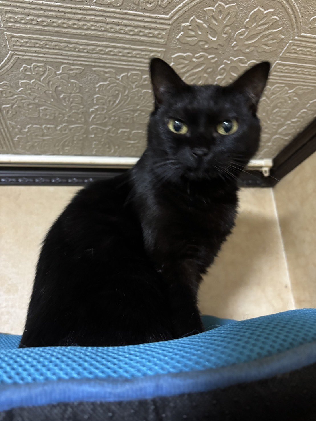 黒猫アルル on X: 