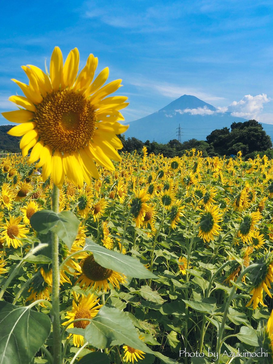 おは·'ᵕ'*)ᰍᩚ

満開の雁堤のひまわりと富士山🗻🌻*:･ﾟ